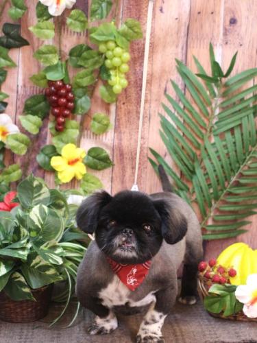 20230812つきみちゃん